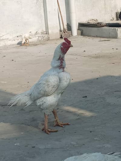 Safad aseel Murgah for sale he Badami nek nali he es ki acha murgah he