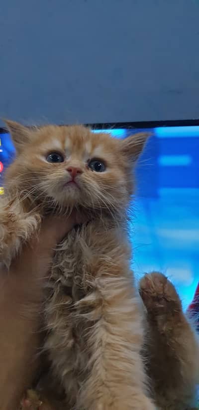 3 Persian kitten Tripple coated