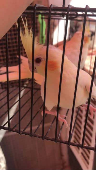 Cream Cockatiel