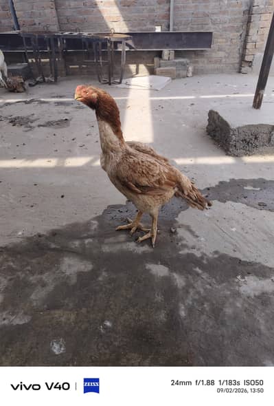 Indian Parrot Beak Aseel