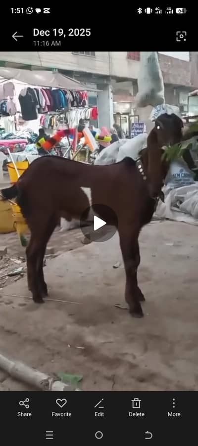 mashallah nagra cross male