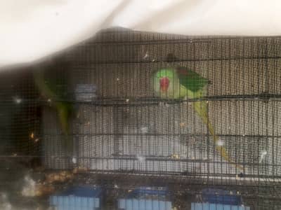 Kashmiri alexzenta RAw big siz