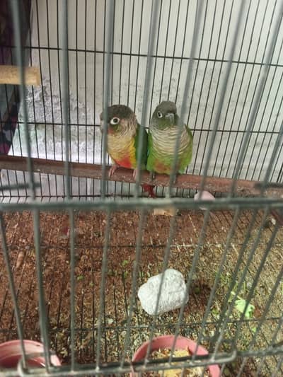 Beautiful healthy and active pair