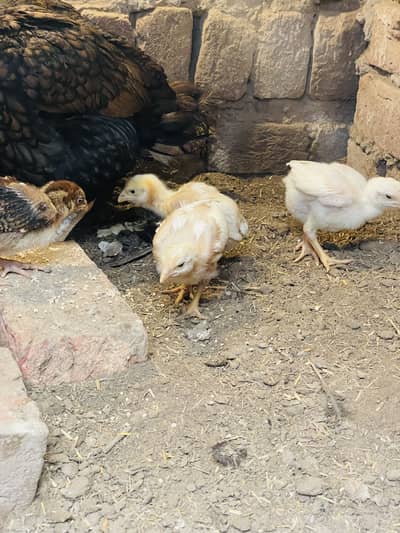 Rampuri Aseel Chicks white colour