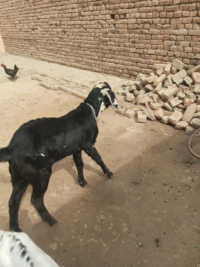 mashallah bhoot peyara helthi bakra qurbani lagta h