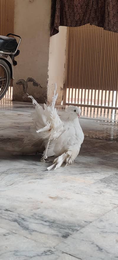 American Fantails Top Quality Pairs