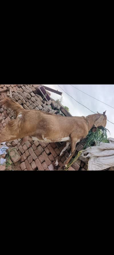 puri Desi beetal bakri 4 month gahban