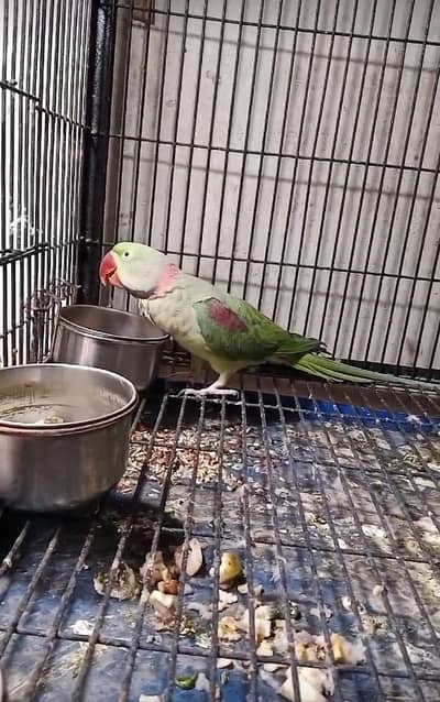 Raw Parrot Breeder Pair Available for Sale