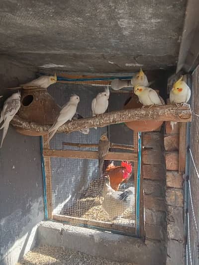 Looking for a New Home