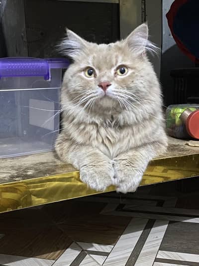 persian male kitten