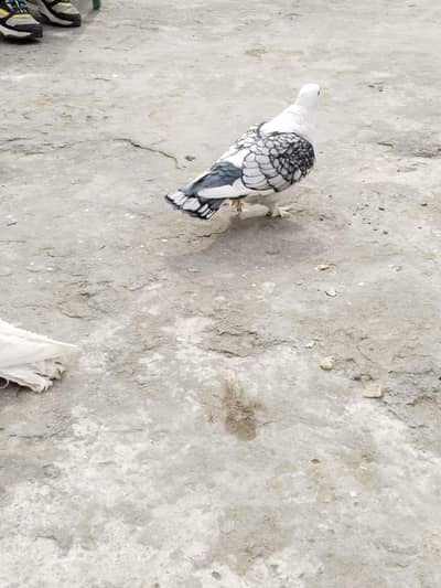 niski breeder pair. sentient breeder pair. fancy sentinent Desi murgha