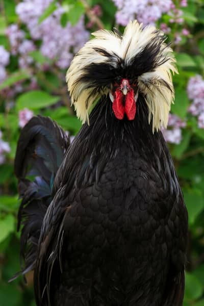 Polish | black polish |  fancy murgha | fancy hen | breeder murgha