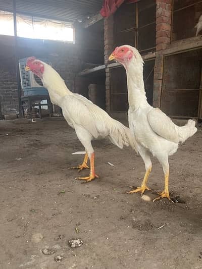 white o Shamo breader pair Murgi egg da rahi ha