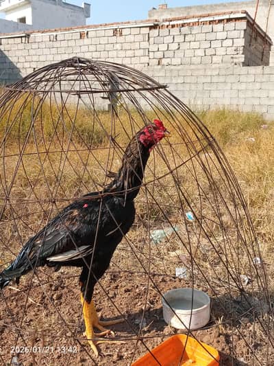 black shamo for sale