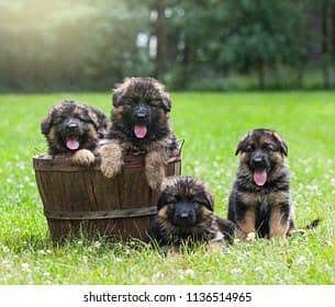 German shepherd male female puppies available for sale