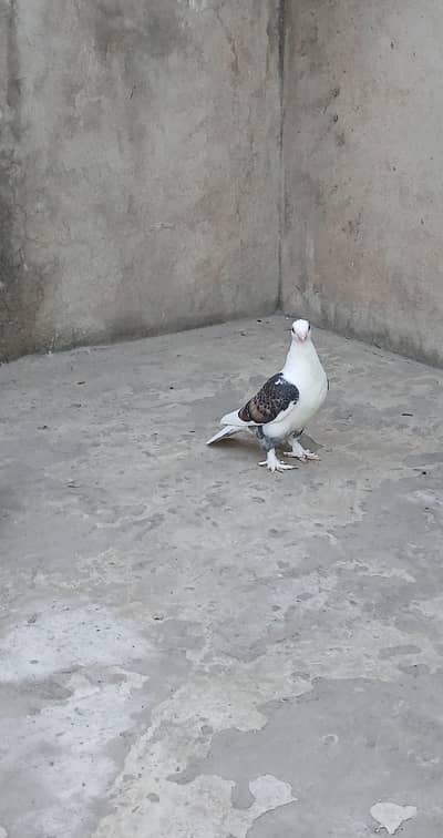 common cherry Sentinent O kali chik 3417364953