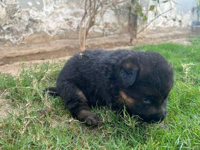 Black German shepherd