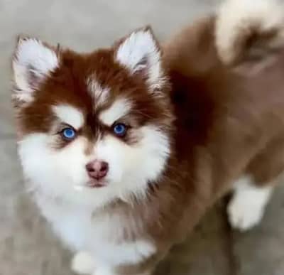 Siberian husky