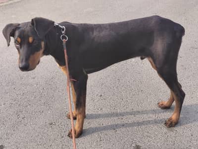 Male Dobermann puppy 6 month old