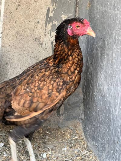 Pure aseel Hen for Sale (Home Raised)