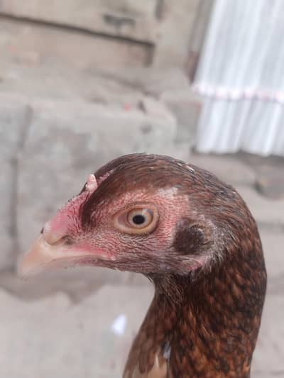 aseel female for sale