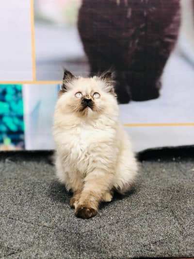 Persian kitten cats cash on delivery