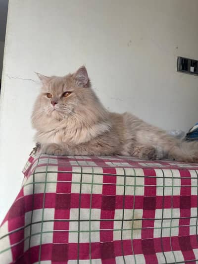 Persian cat  for sale