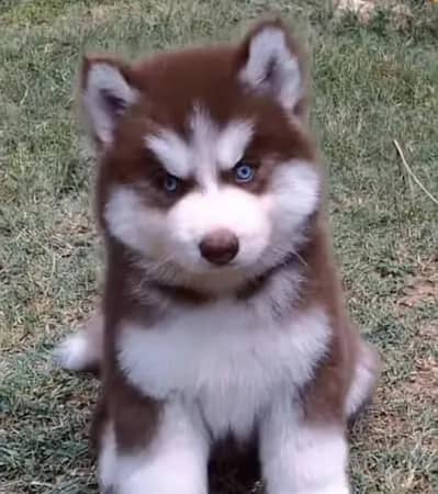 Siberian husky