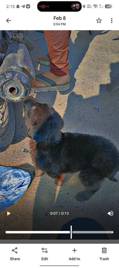 German shepherd 2couted