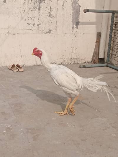 aseel heera murga / aseel thai chicks