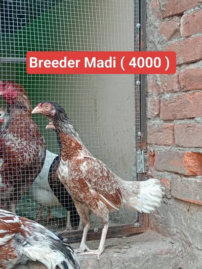 Aseel Murga | Aseel Murgi | Breeder Aseel Murg| Kurak Murgi a
