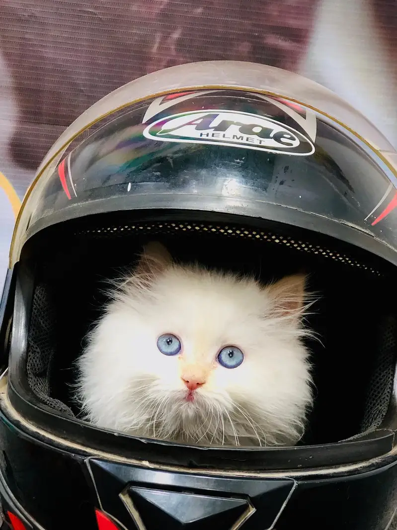 cash on delivery Persian kitten cats — photo 3