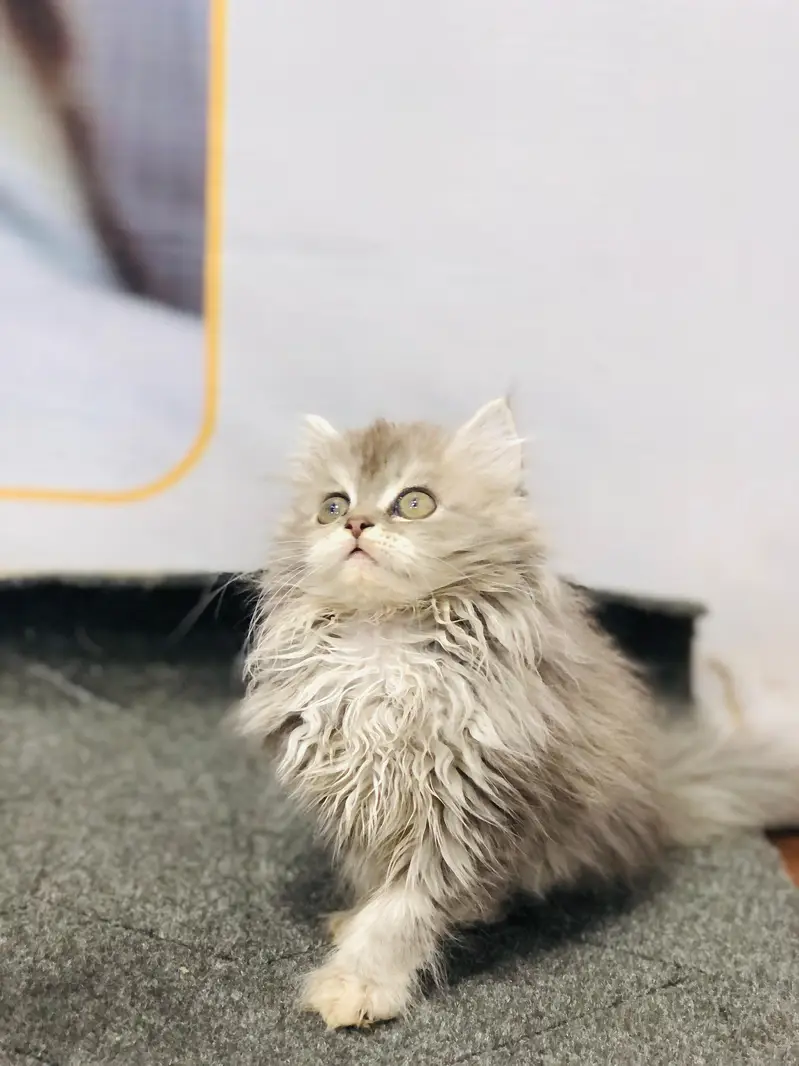 cash on delivery Persian kitten cats — photo 5