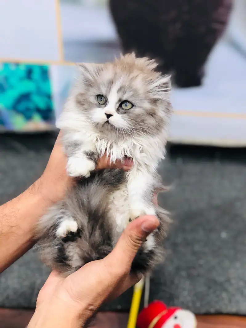 cash on delivery Persian kitten cats — photo 6
