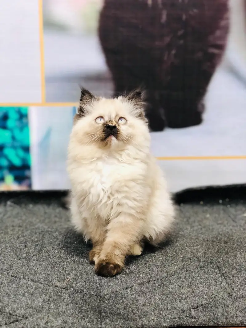 cash on delivery Persian kitten cats — photo 7