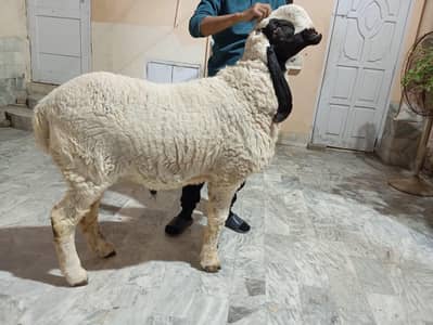 Ladkana D face Dumba