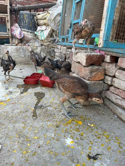 aseel bermi Karis all active one piece prize 7k