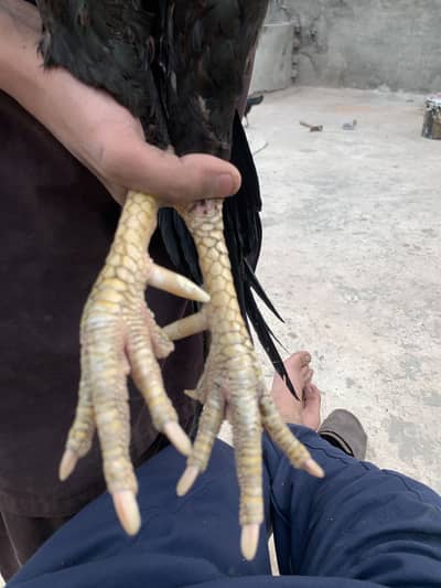 1:6 yera age aseel sandhi