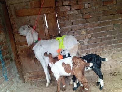 Beetal goat with 2 kids