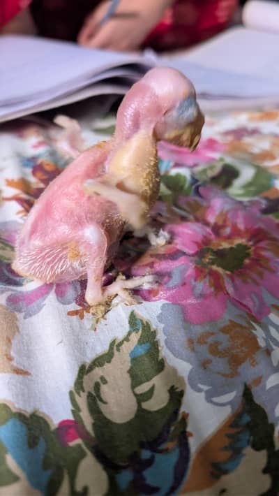 Raw Kashmiri chick for sale