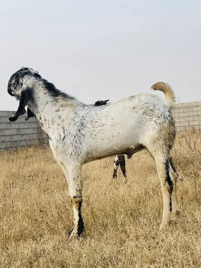 Beautiful hieghted makhi cheena bakra