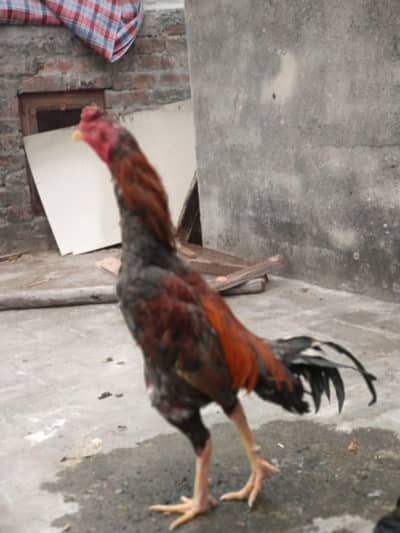 Aseel murga for sale