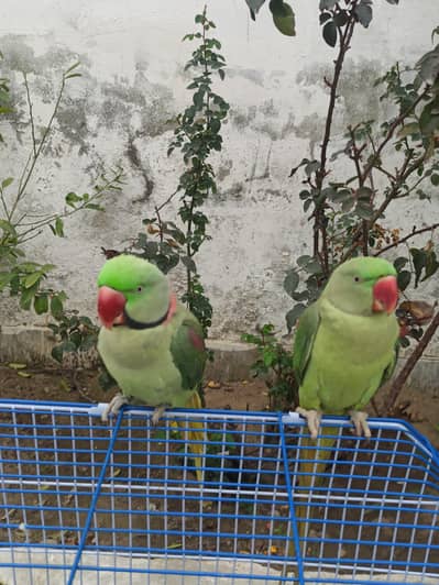 pair parrots talking parrots