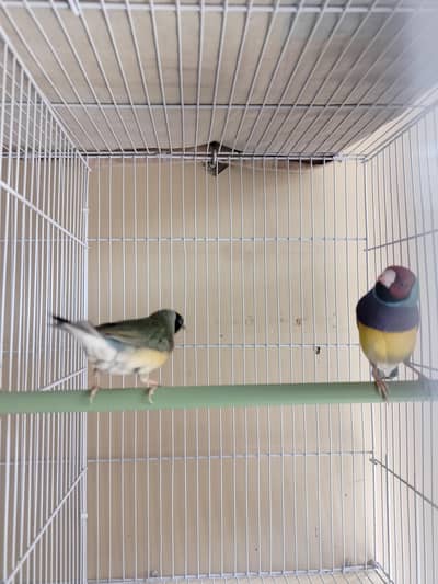 Gouldian pair for sale