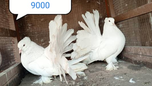 fancy pigeon | kabutar| Jacobin|  frillback saddle | amarican fantail|