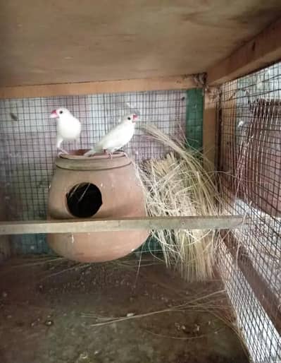 silver jawa breeding pairs available