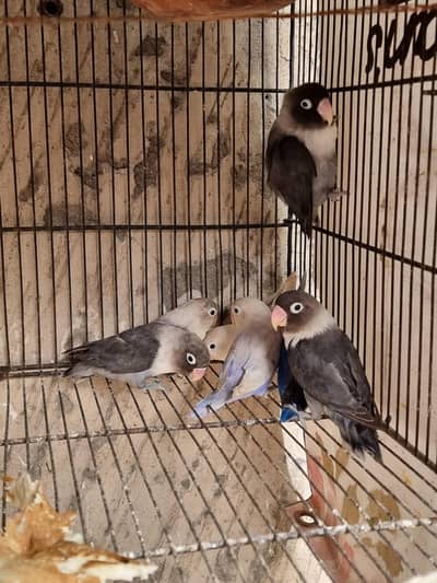 Love birds and Australian parrots for sale