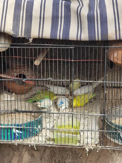 Australian parrots for sale