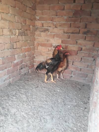 hen 7 month  and cook 9 month  Aseel