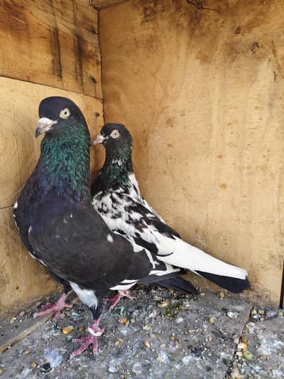 Rampuri high flyer pigeions for Sale
